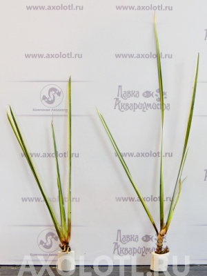 Акорус Полосатый, шт