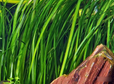 Валлиснерия Прямая, с грузом Vallisneria fsiatica