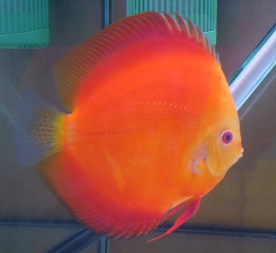 Дискус Рэд Мелон, ML Symphysodon