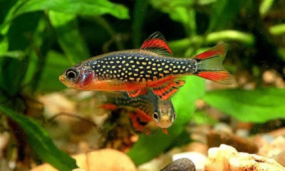 Микрорасбора Галактика Rasbora Galaxy
