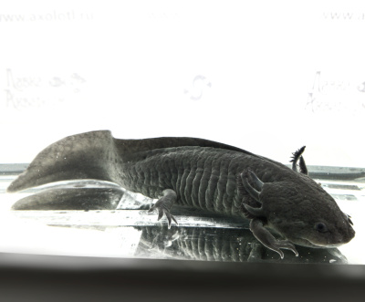 Аксолотль Агатовый Дракон, M Ambystoma mexicanum