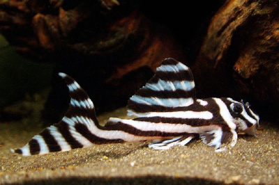 L046 Гипанциструс Зебра  Hypancistrus Zebra L046
