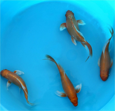 Карп КОИ КРАСНЫЙ, M