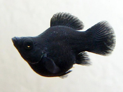 Моллинезия Баллон Черная