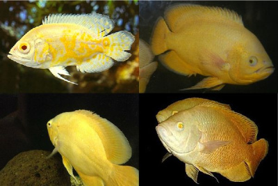 Астронотус Лимонный, М