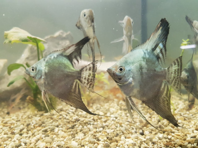 Скалярия Пиной, SM Скалярия Пиной, SM