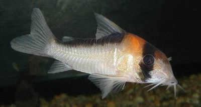 Коридорас Адольфа Corydoras adolfoi