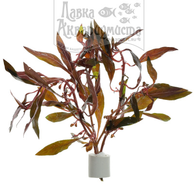 Альтернантера Рейнека, с грузом