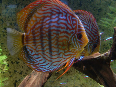 Дискус Туркис Синий, SM Symphysodon