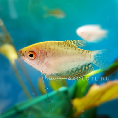 Гурами Золотой, M Trichogaster leeri