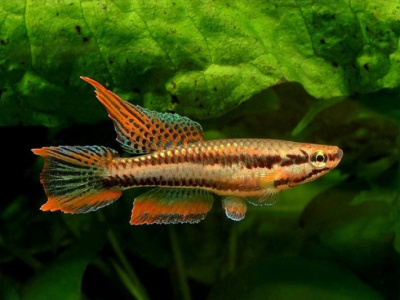 Афиосемион Двухполосый Aphyosemion bitaeniatum