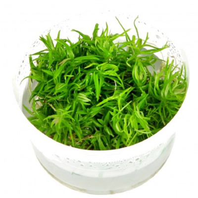 Погостемон Эректус (меристемное растение), ф60х40 мм