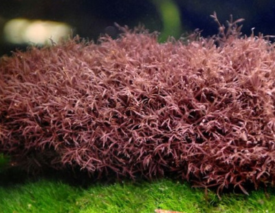 Калоглосса (красный мох), 1г