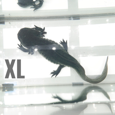 Аксолотль Агатовый Дракон, M Ambystoma mexicanum