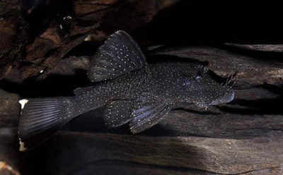 L180 Анциструс Крапчатый L180 Ancistrus sp.