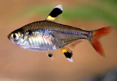 Пристелла Пристелла