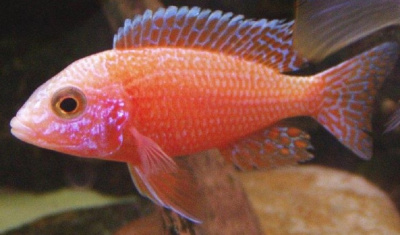 картинка Аулонокара Розовая от магазина