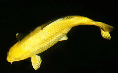 Карп КОИ ЗОЛОТОЙ, M Карп КОИ ЗОЛОТОЙ, M