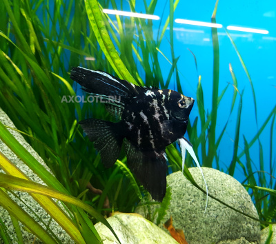 Скалярия Мрамор, ML