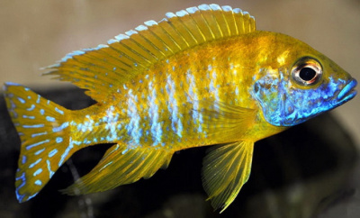 Аулонокара Желтая Ньясса Aulonocara Peacock (Yellow)