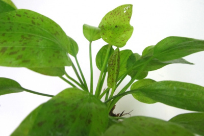 Эхинодорус Шлютера, в горшочке