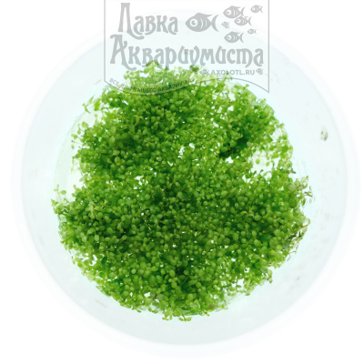 Хемиантус Куба (меристемное растение), d 6,5 см