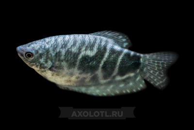 Гурами Мраморный, M Trichogaster trichopterus