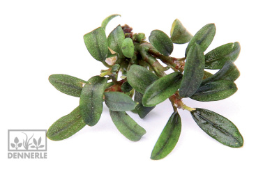 картинка Буцефаландра Миниатюрная узколистная, в горшочке от магазина