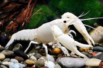 Рак Флоридский (белый), M