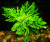 Синема, с грузом Hygrophila difformis