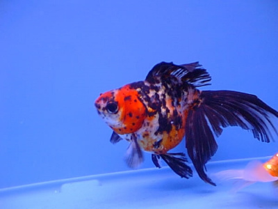 Риукин Ситцевый (S)  Carassius auratus