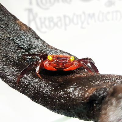Краб Красный Дьявол Geosesarma sp. Red Devil