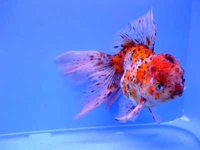 Оранда ситцевая (L) Carassius auratus Оранда ситцевая (L) Carassius auratus