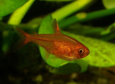 Тетра Аманда