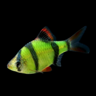 Барбус Суматранский ЗЕЛЕНЫЙ (GloFish) светящийся Barbus tetrazona