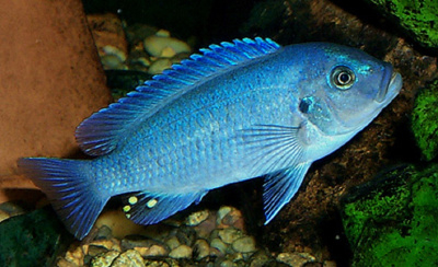 Псевдотрофеус Зебра Голубая, XL