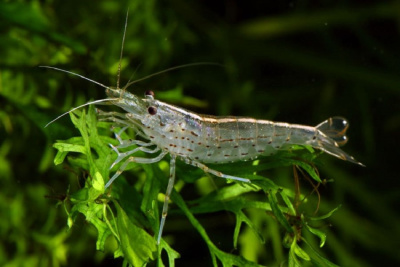 Креветка Амано L Caridina japonica