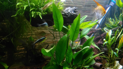 Анубиас Конгенсис 3шт, в горшочке