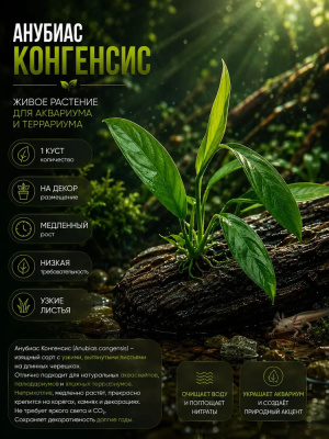 Анубиас Конгенсис, шт