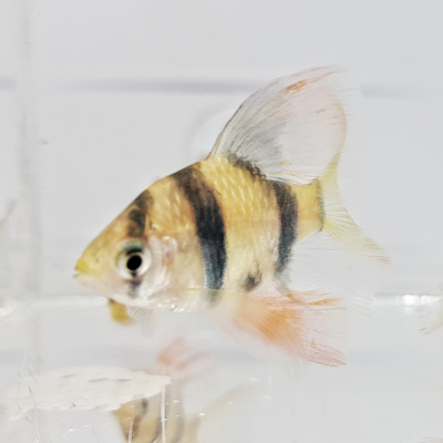 Барбус Суматранский Вуалевый Barbus tetrazona