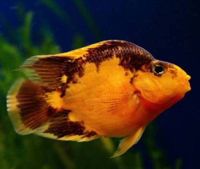 Попугай Красный, XL Попугай Красный, XL