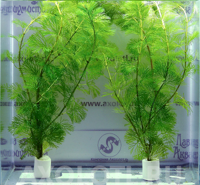 Кабомба Каролинская, с грузом