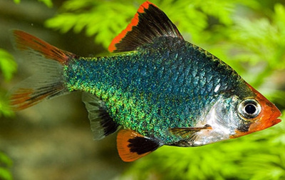 картинка Барбус Мутант Мшистый, M от магазина