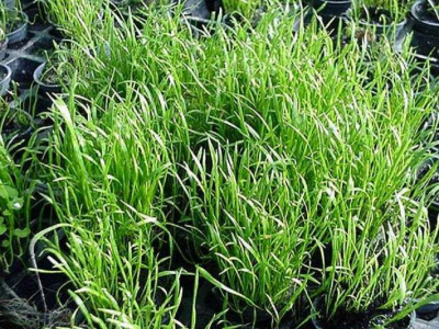 Лилеопсис Бразильский, с грузом Лилеопсис Бразильский, с грузом