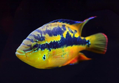 картинка Цихлазома Сальвини от магазина