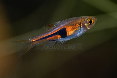 Расбора Эспеи Rasbora espei