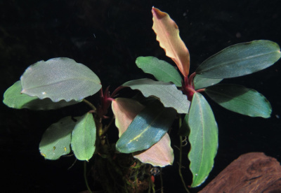 Буцефаландра Тейя, в горшочке Буцефаландра Тейя, в горшочке