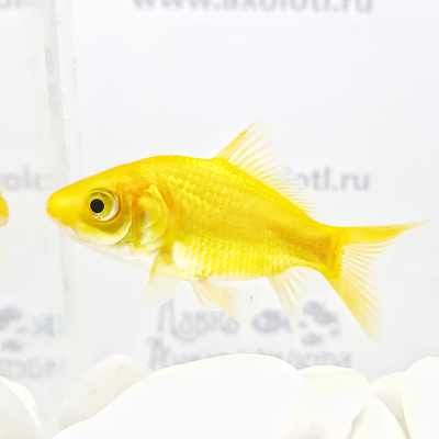 Комета Лимонная (SM) Carassius auratus