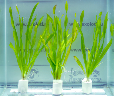 Валиснерия Спиральная, с грузом Валиснерия Спиральная, с грузом