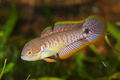 Бычок Элеотрис ковровый Tateurndina ocellicauda